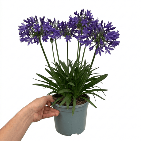 1 Large Plant - Agapanthus Poppin Purple, Ready to Plant in Your Garden, 2L Pot - Frankton's