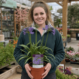 1 Large Plant - Agapanthus Poppin Purple, Ready to Plant in Your Garden, 2L Pot - Frankton's