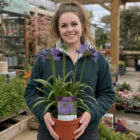 1 Large Plant - Agapanthus Poppin Purple, Ready to Plant in Your Garden, 2L Pot - Frankton's