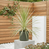 1 Large Plant - Astelia Silver Spear, Ready to Plant in Your Garden, 3L Rootball - Frankton's