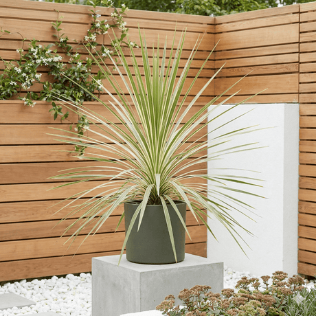1 Large Plant - Astelia Silver Spear, Ready to Plant in Your Garden, 3L Rootball - Frankton's