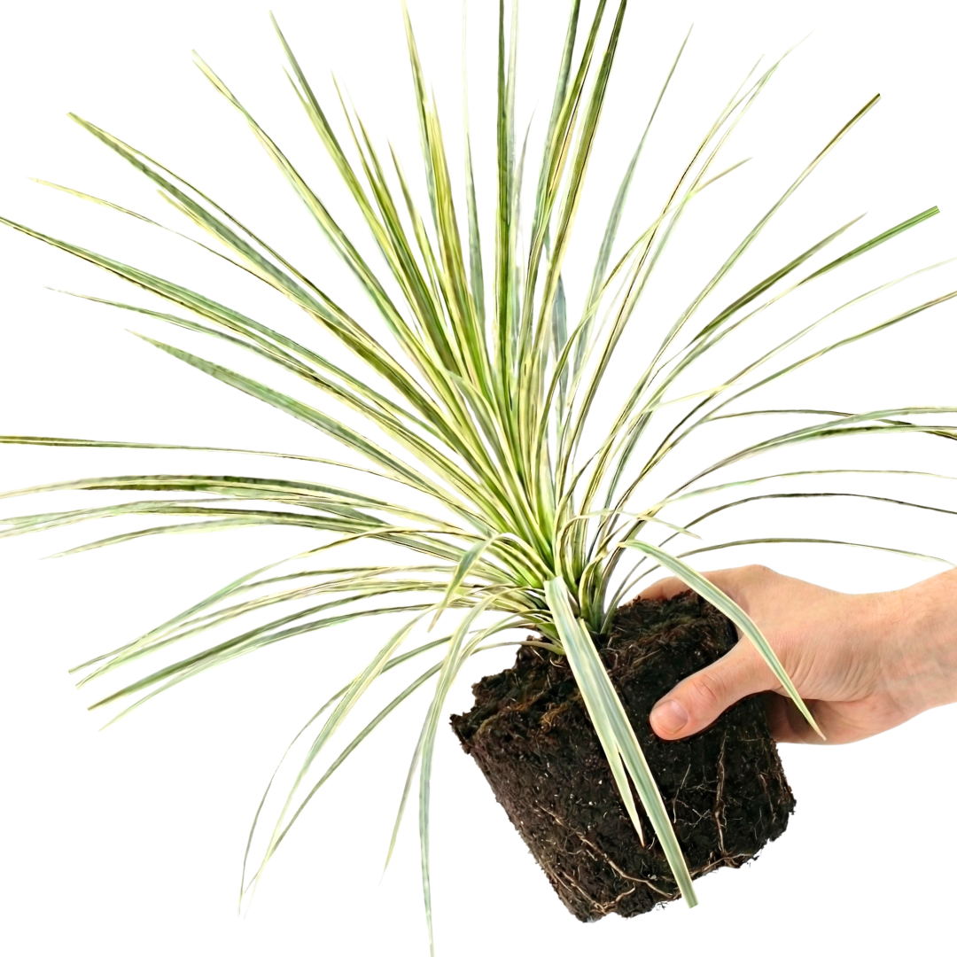 1 Large Plant - Astelia Silver Spear, Ready to Plant in Your Garden, 3L Rootball - Frankton's
