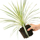 1 Large Plant - Astelia Silver Spear, Ready to Plant in Your Garden, 3L Rootball - Frankton's