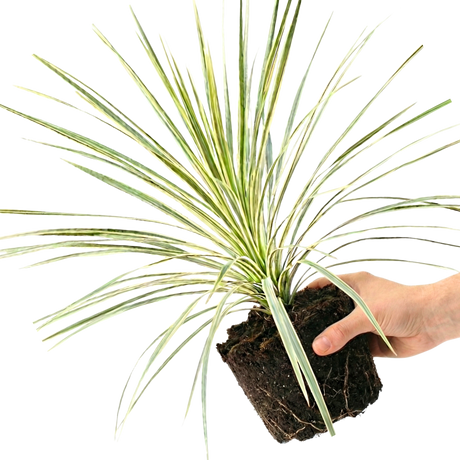 1 Large Plant - Astelia Silver Spear, Ready to Plant in Your Garden, 3L Rootball - Frankton's