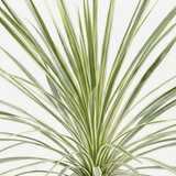 1 Large Plant - Astelia Silver Spear, Ready to Plant in Your Garden, 3L Rootball - Frankton's