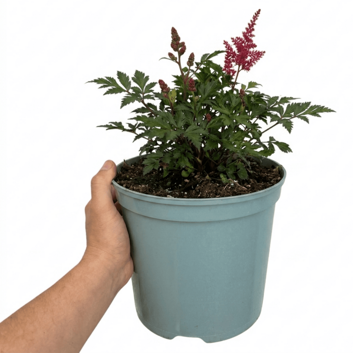 1 Large Plant - Astilbe Music Series Red, Ready to Plant in Your Garden, 5L Pot - Frankton's