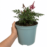 1 Large Plant - Astilbe Music Series Red, Ready to Plant in Your Garden, 5L Pot - Frankton's