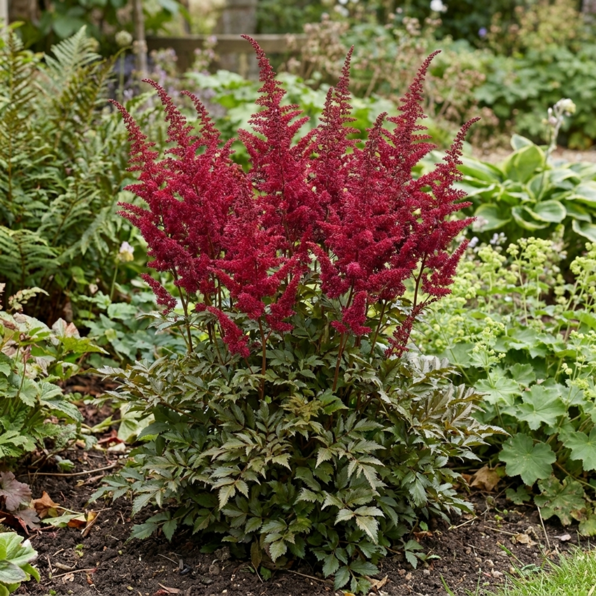 1 Large Plant - Astilbe Music Series Red, Ready to Plant in Your Garden, 5L Pot - Frankton's