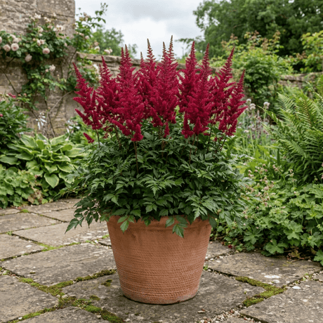 1 Large Plant - Astilbe Music Series Red, Ready to Plant in Your Garden, 5L Pot - Frankton's