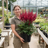 1 Large Plant - Astilbe Music Series Red, Ready to Plant in Your Garden, 5L Pot - Frankton's