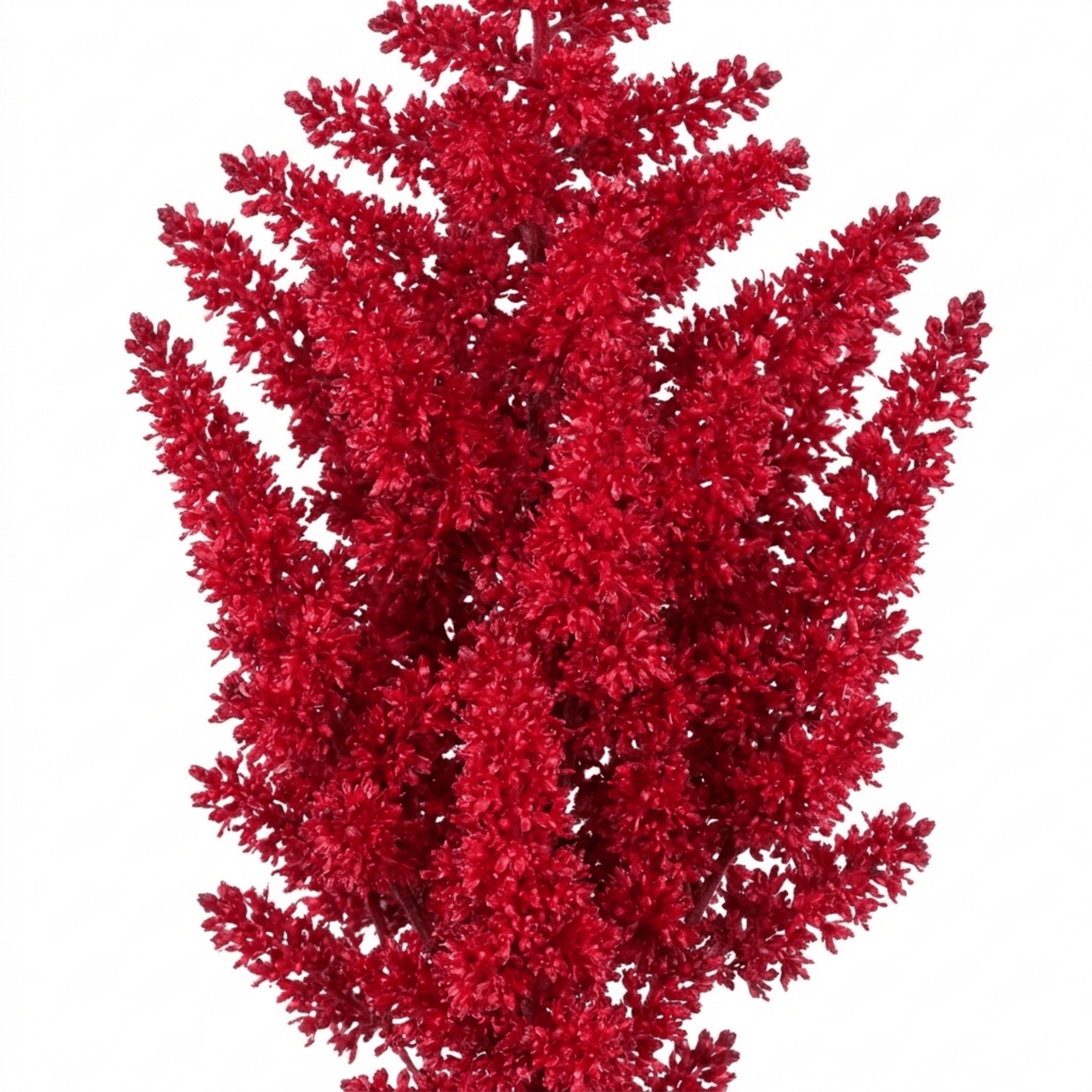 1 Large Plant - Astilbe Music Series Red, Ready to Plant in Your Garden, 5L Pot - Frankton's