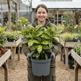 1 Large Plant - Aucuba Golden King, Ready to Plant in Your Garden, 7.5L Pot - Frankton's