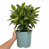1 Large Plant - Aucuba Golden King, Ready to Plant in Your Garden, 7.5L Pot - Frankton's