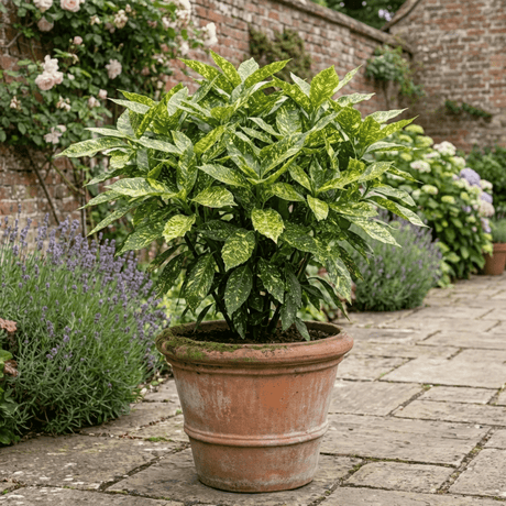 1 Large Plant - Aucuba Golden King, Ready to Plant in Your Garden, 7.5L Pot - Frankton's