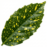 1 Large Plant - Aucuba Golden King, Ready to Plant in Your Garden, 7.5L Pot - Frankton's
