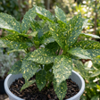 1 Large Plant - Aucuba Golden King, Ready to Plant in Your Garden, 7.5L Pot - Frankton's
