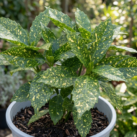 1 Large Plant - Aucuba Golden King, Ready to Plant in Your Garden, 7.5L Pot - Frankton's