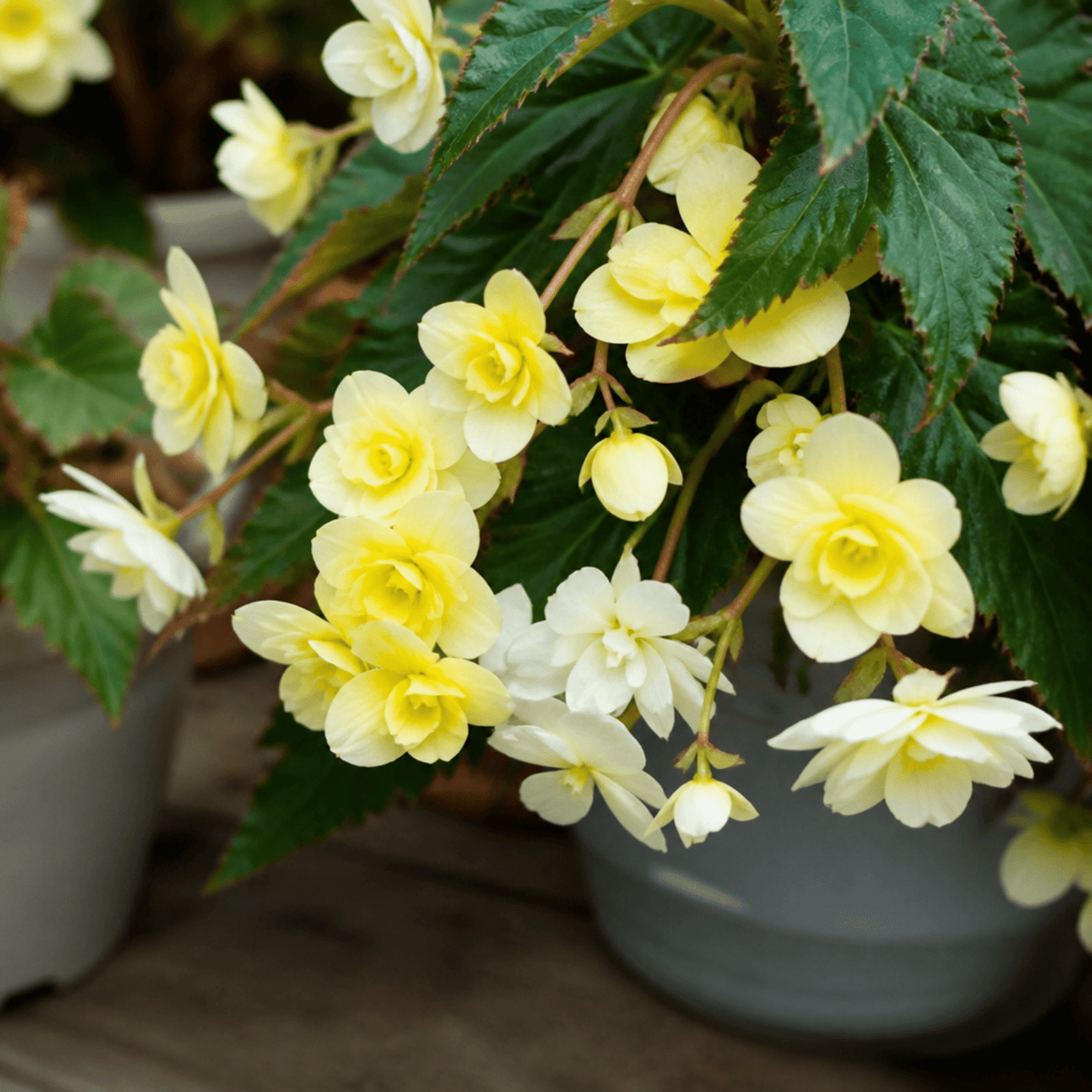 1 Large Plant - Begonia Fragrant Falls Lemon, Outdoor Garden Ready, 2L Pot - Frankton's
