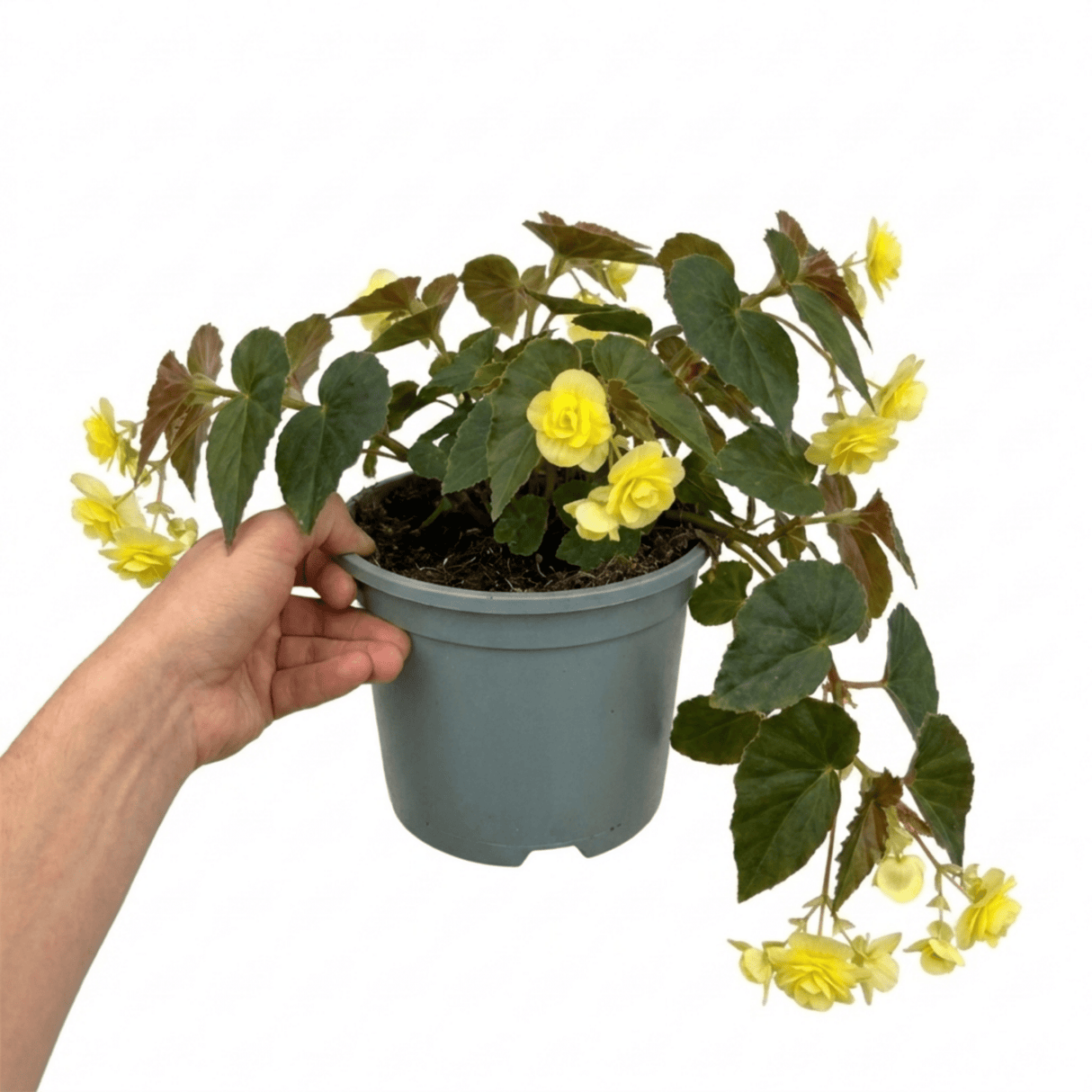 1 Large Plant - Begonia Fragrant Falls Lemon, Outdoor Garden Ready, 2L Pot - Frankton's