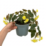 1 Large Plant - Begonia Fragrant Falls Lemon, Outdoor Garden Ready, 2L Pot - Frankton's
