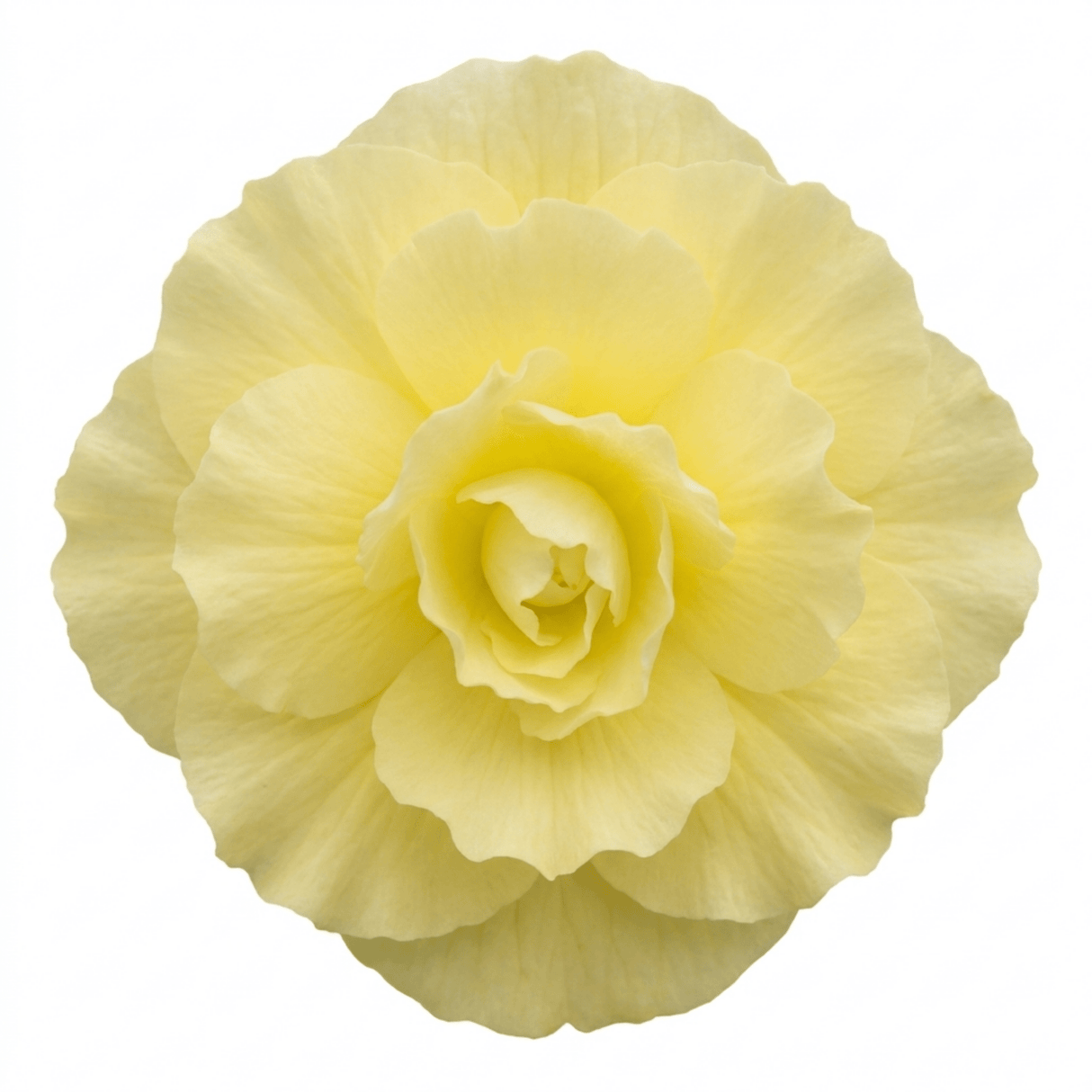 1 Large Plant - Begonia Fragrant Falls Lemon, Outdoor Garden Ready, 2L Pot - Frankton's