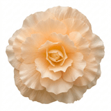 1 Large Plant - Begonia Fragrant Falls Peach, Outdoor Garden Ready, 2L Pot - Frankton's