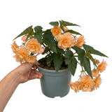 1 Large Plant - Begonia Fragrant Falls Peach, Outdoor Garden Ready, 2L Pot - Frankton's