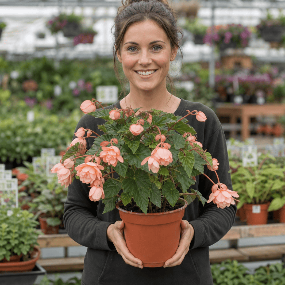 1 Large Plant - Begonia Fragrant Falls Peach, Outdoor Garden Ready, 2L Pot - Frankton's