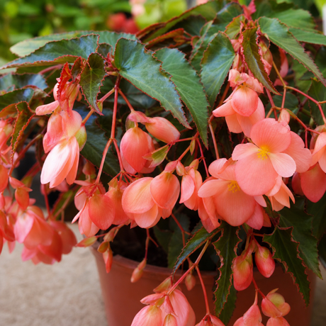 1 Large Plant - Begonia Fragrant Falls Peach, Outdoor Garden Ready, 2L Pot - Frankton's