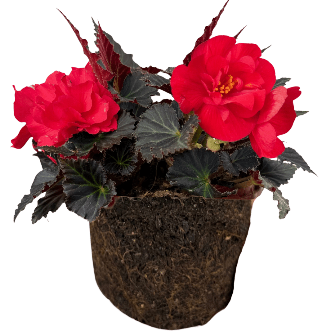 1 Large Plant - Begonia Mocca Cherry, Ready to Plant in Your Garden, 2L Pot - Frankton's