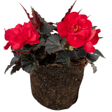 1 Large Plant - Begonia Mocca Cherry, Ready to Plant in Your Garden, 2L Pot - Frankton's