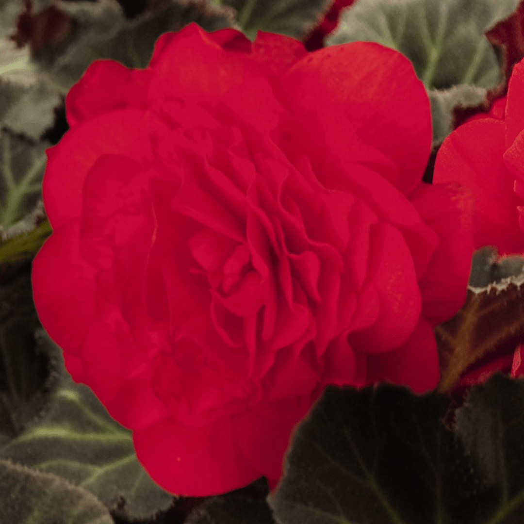 1 Large Plant - Begonia Mocca Cherry, Ready to Plant in Your Garden, 2L Pot - Frankton's