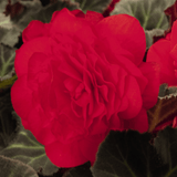 1 Large Plant - Begonia Mocca Cherry, Ready to Plant in Your Garden, 2L Pot - Frankton's
