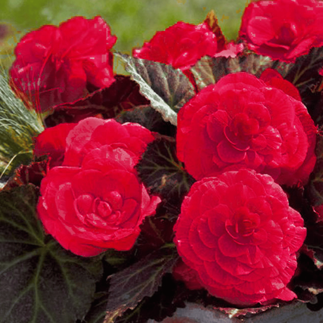 1 Large Plant - Begonia Mocca Cherry, Ready to Plant in Your Garden, 2L Pot - Frankton's