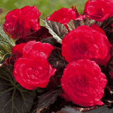 1 Large Plant - Begonia Mocca Cherry, Ready to Plant in Your Garden, 2L Pot - Frankton's