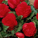 1 Large Plant - Begonia Mocca Scarlet, Ready to Plant in Your Garden, 2L Pot - Frankton's