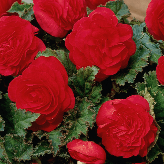 1 Large Plant - Begonia Mocca Scarlet, Ready to Plant in Your Garden, 2L Pot - Frankton's