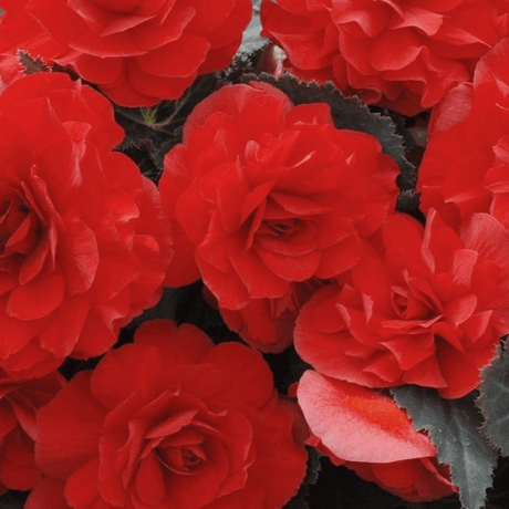 1 Large Plant - Begonia Mocca Scarlet, Ready to Plant in Your Garden, 2L Pot - Frankton's