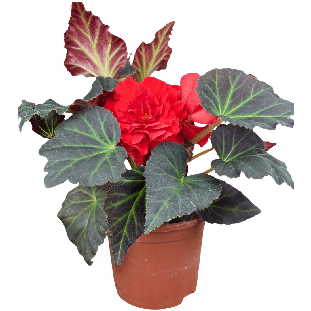 1 Large Plant - Begonia Mocca Scarlet, Ready to Plant in Your Garden, 2L Pot - Frankton's