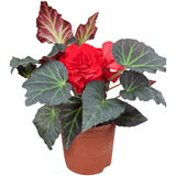 1 Large Plant - Begonia Mocca Scarlet, Ready to Plant in Your Garden, 2L Pot - Frankton's