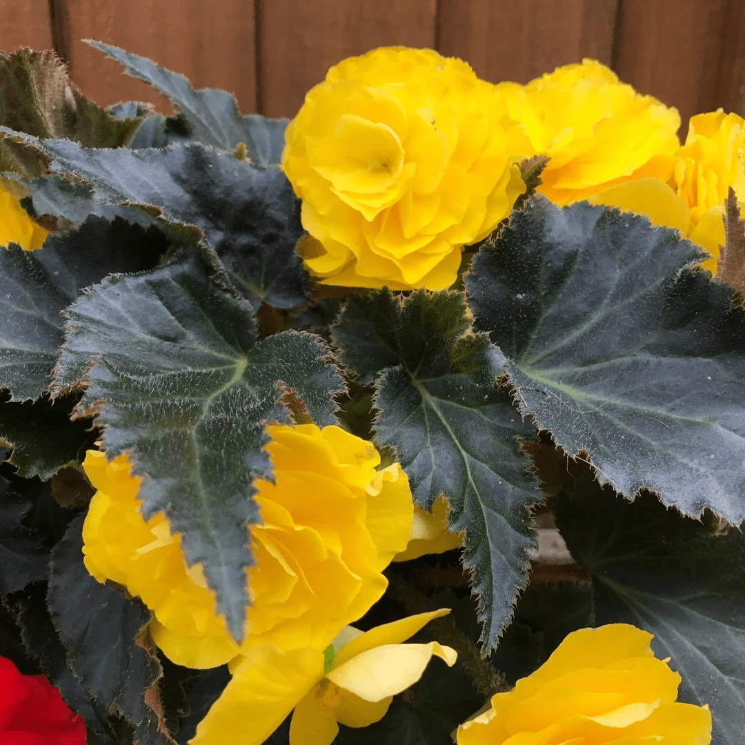 1 Large Plant - Begonia Mocca Yellow, Ready to Plant in Your Garden, 2L Pot - Frankton's