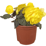 1 Large Plant - Begonia Mocca Yellow, Ready to Plant in Your Garden, 2L Pot - Frankton's