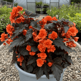 1 Large Plant - Begonia Non Stop Mocca Deep Orange, Outdoor Garden Ready, 5L Pot - Frankton's