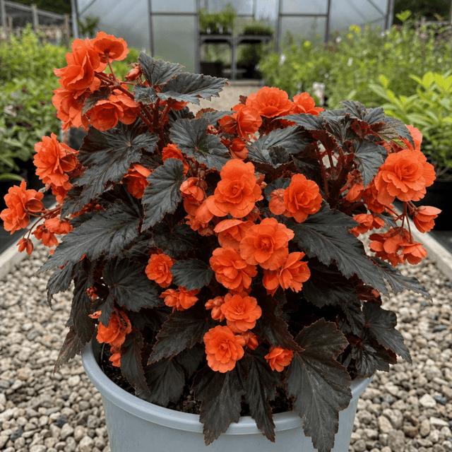 1 Large Plant - Begonia Non Stop Mocca Deep Orange, Outdoor Garden Ready, 5L Pot - Frankton's