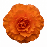 1 Large Plant - Begonia Non Stop Mocca Deep Orange, Outdoor Garden Ready, 5L Pot - Frankton's