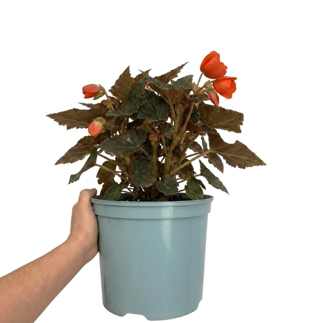 1 Large Plant - Begonia Non Stop Mocca Deep Orange, Outdoor Garden Ready, 5L Pot - Frankton's