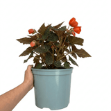 1 Large Plant - Begonia Non Stop Mocca Deep Orange, Outdoor Garden Ready, 5L Pot - Frankton's