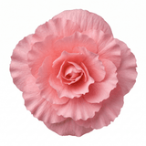 1 Large Plant - Begonia Non Stop Mocca Light Pink, Outdoor Garden Ready, 5L Pot - Frankton's