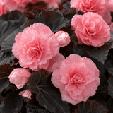 1 Large Plant - Begonia Non Stop Mocca Light Pink, Outdoor Garden Ready, 5L Pot - Frankton's