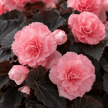 1 Large Plant - Begonia Non Stop Mocca Light Pink, Outdoor Garden Ready, 5L Pot - Frankton's